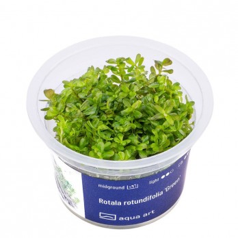 Akvariumo augalas Rotala rotundifolia Green