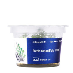 Akvariumo augalas Rotala rotundifolia Green - nuotrauka 3