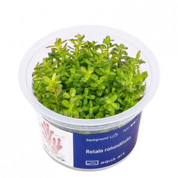 Akvariumo augalas Rotala rotundifolia