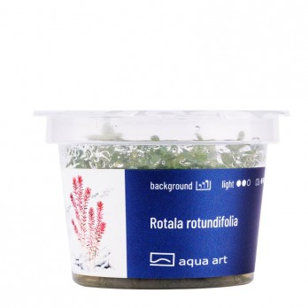 Akvariumo augalas Rotala rotundifolia
