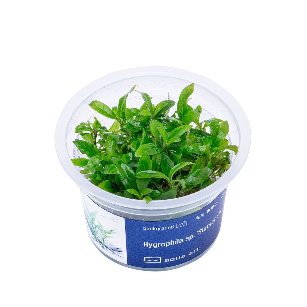 Akvariumo augalas Hygrophila sp. Siamensis