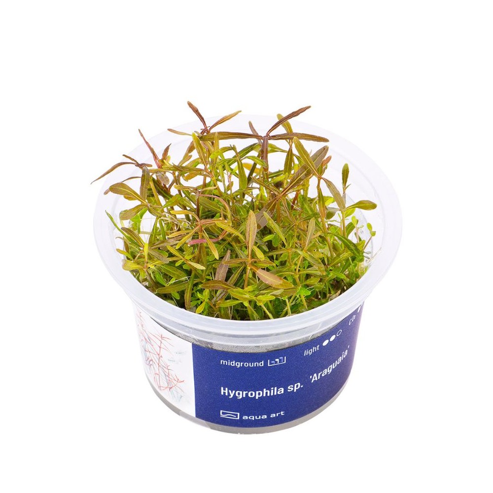 Akvariumo augalas Hygrophila sp. Araguaia