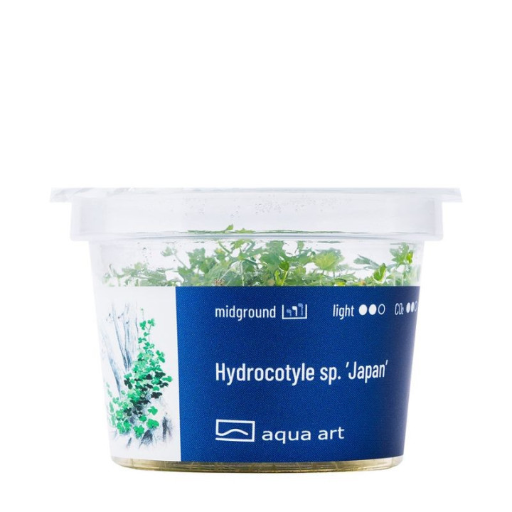 Akvariumo augalas Hydrocotyle sp. Japan