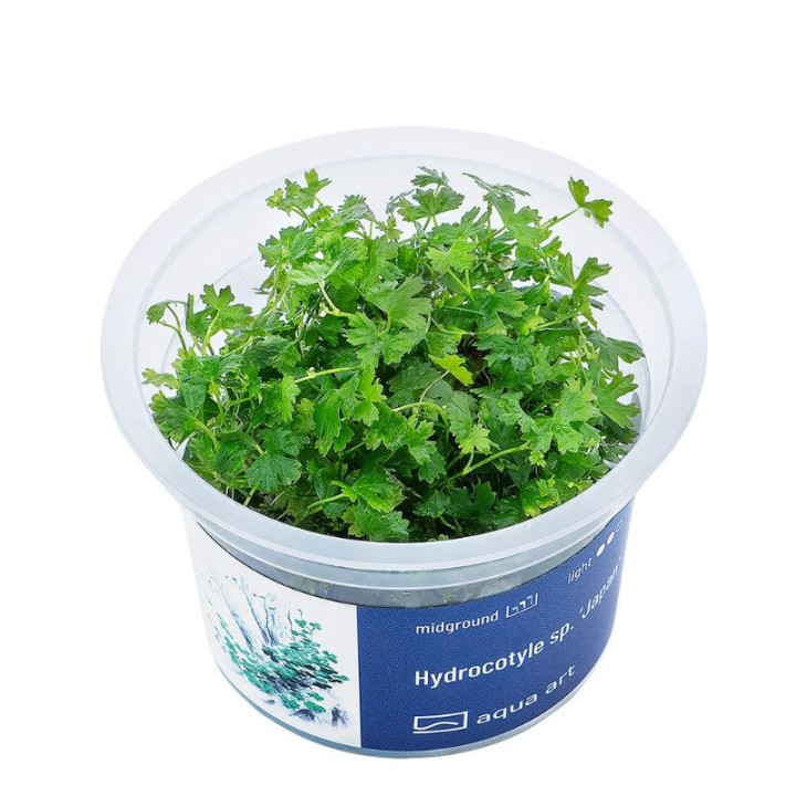 Akvariumo augalas Hydrocotyle sp. Japan