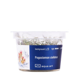 Akvariumo augalas Pogostemon stellatus - nuotrauka 3