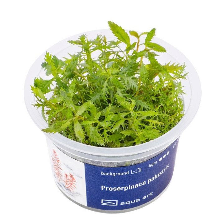 Akvariumo augalas Proserpinaca palustris