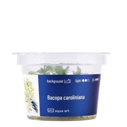 Akvariumo augalas Bacopa caroliniana - nuotrauka 3