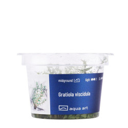 Akvariumo augalas Gratiola viscidula - nuotrauka 3