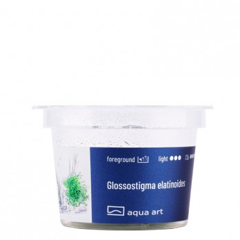 Akvariumo augalas Glossostigma elatinoides