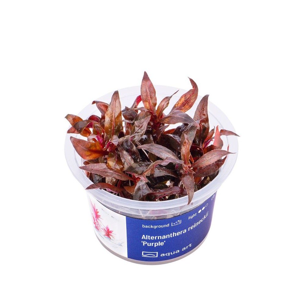 Akvariumo augalas Alternanthera reineckii Purple