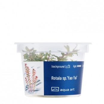 Akvariumo augalas Rotala sp. Yao Yai