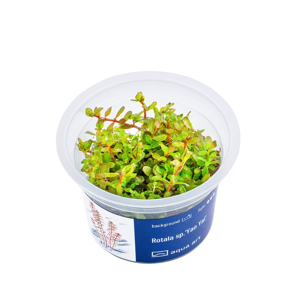 Akvariumo augalas Rotala sp. Yao Yai