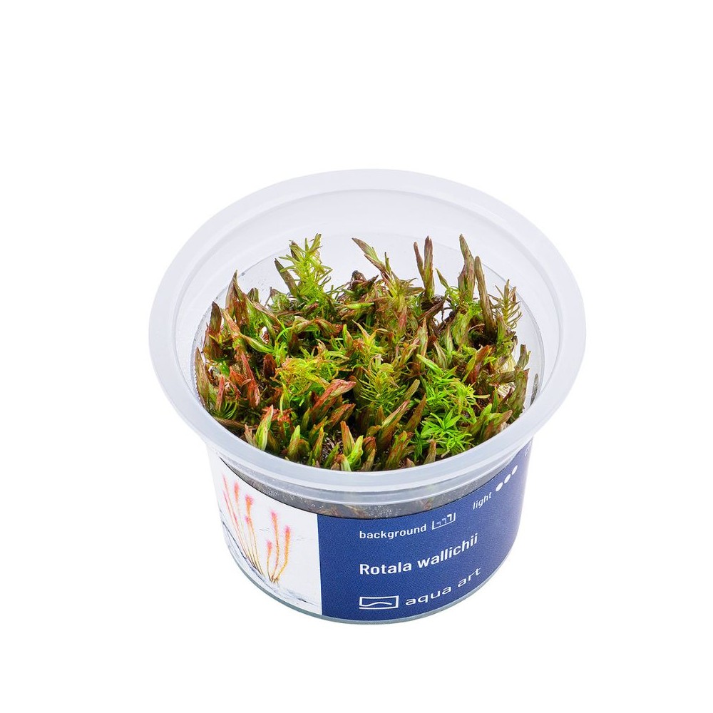 Akvariumo augalas Rotala wallichii