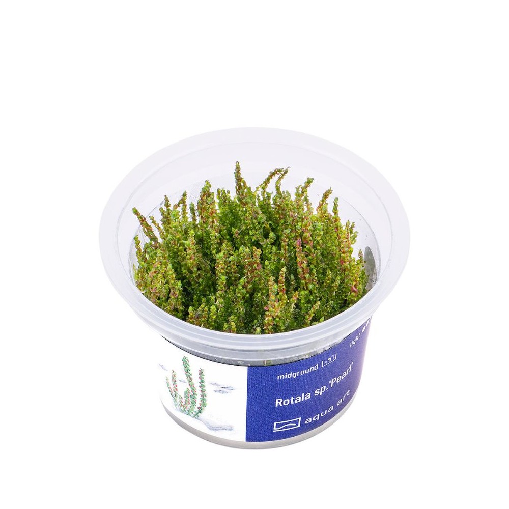 Akvariumo augalas Rotala sp. Pearl