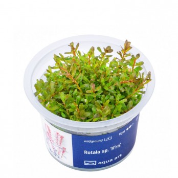 Akvariumo augalas Rotala sp. H'ra