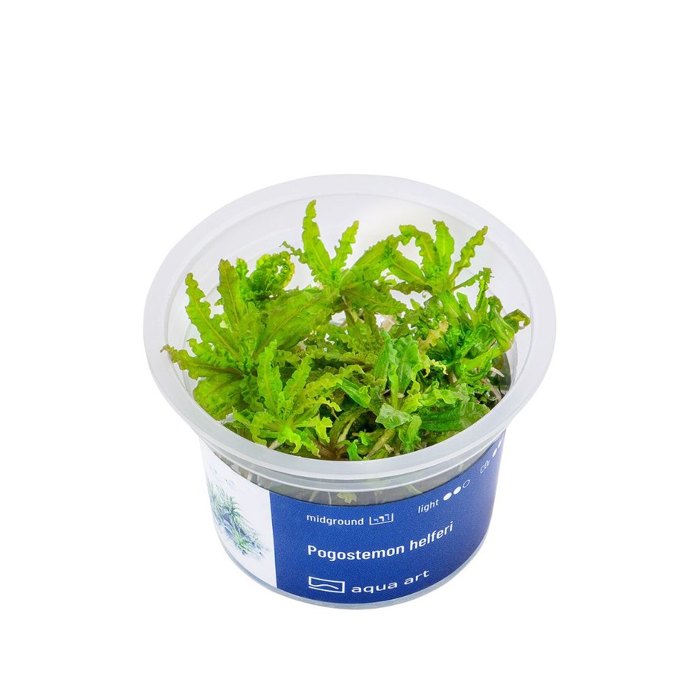 Akvariumo augalas Pogostemon helferi