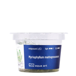 Akvariumo augalas Myriophyllum mattogrossense - nuotrauka 3