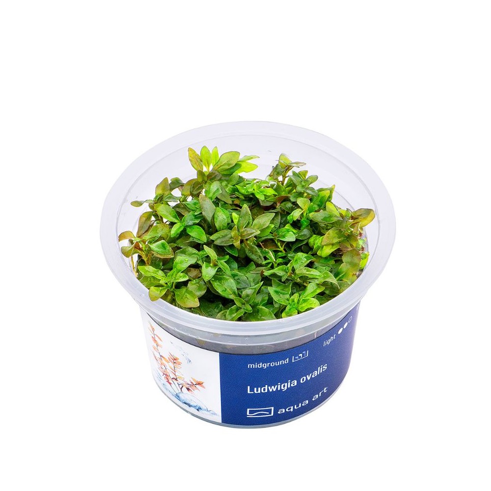 Akvariumo augalas Ludwigia ovalis