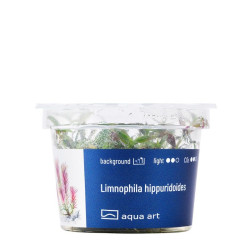 Akvariumo augalas Limnophila hippuridoides - nuotrauka 3