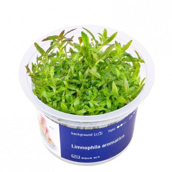 Akvariumo augalas Limnophila aromatica