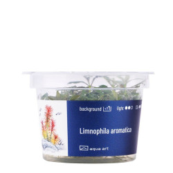 Akvariumo augalas Limnophila aromatica - nuotrauka 3