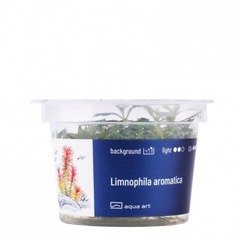 Akvariumo augalas Limnophila aromatica