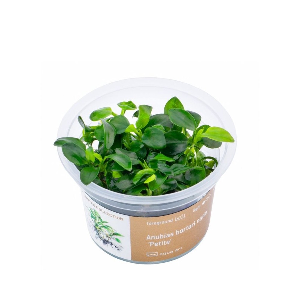 Akvariumo augalas Anubias barteri nana Petite