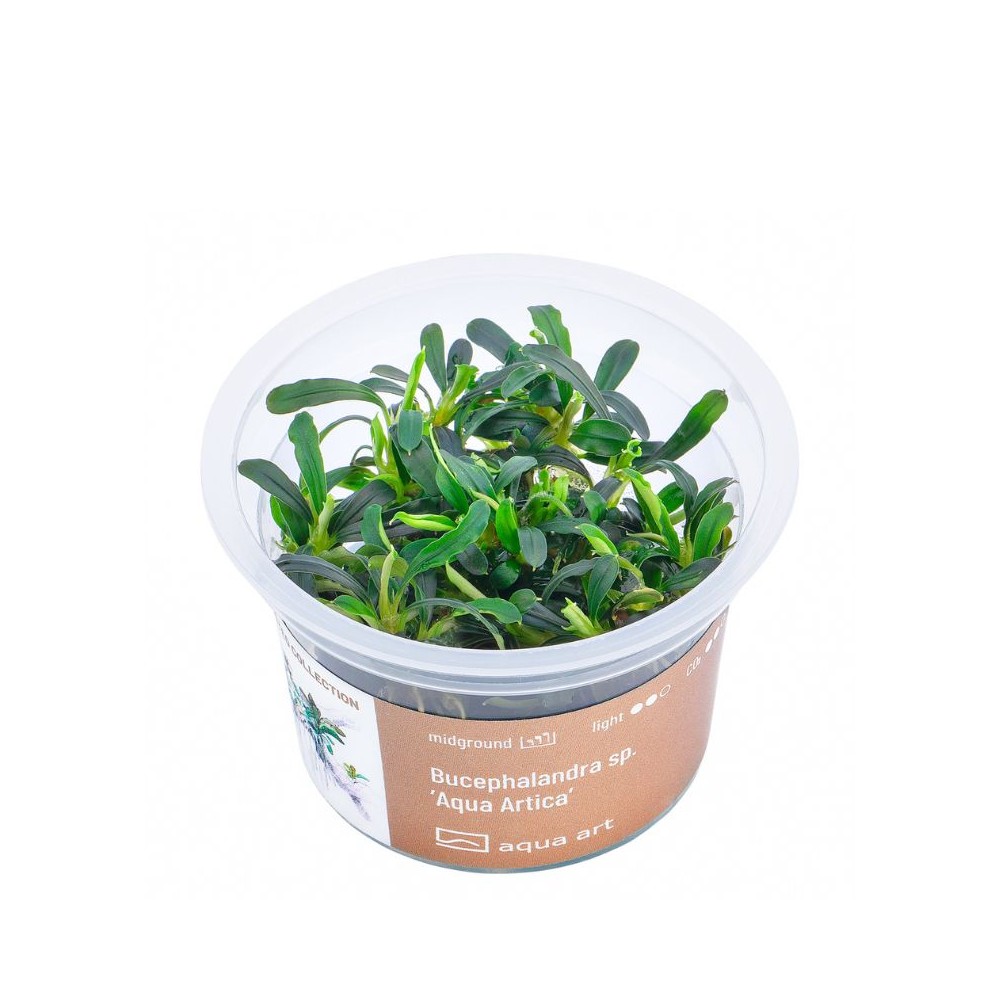 Akvariumo augalas Bucephalandra sp. Aqua Artica | Akvariumams