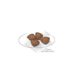 Royal Canin SHN MINI Starter maistas kalytėms ir nujunkomiems šuniukams 8 kg - nuotrauka 2