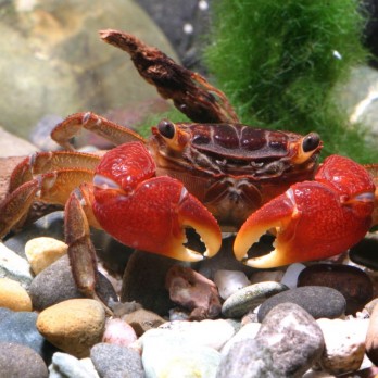 JBL ProNovo Crabs Wafer M pašaras krabams ir krevetėms 100 ml