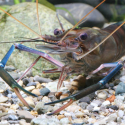 JBL ProNovo Crabs Wafer M pašaras krabams ir krevetėms 250 ml - nuotrauka 5