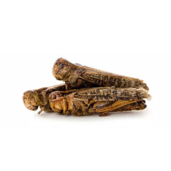 Džiovinti žiogai, 80 g - nuotrauka 2