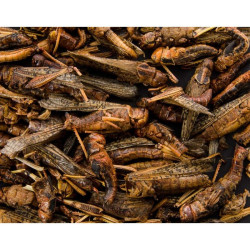 Džiovinti žiogai, 80 g - nuotrauka 4