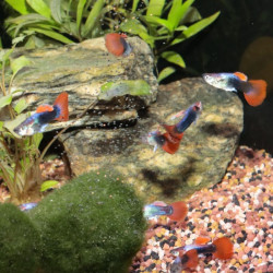 JBL ProNovo Guppy Grano S pašaras gupijoms 250 ml - nuotrauka 3
