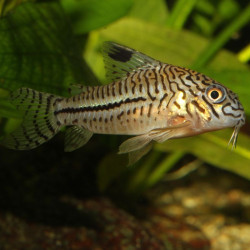 JBL ProNovo Corydoras Tab M pašaras žuvims 100 ml - nuotrauka 5