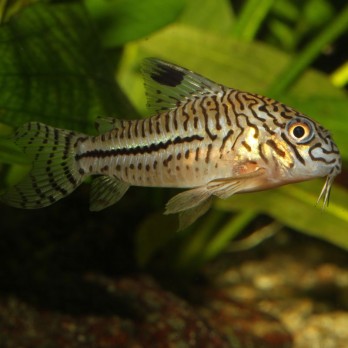ProNovo Corydoras Tab M pašaras žuvims 100 ml