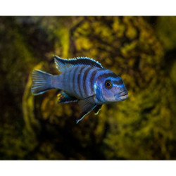 Pseudotropheus saulosi - nuotrauka 2