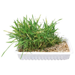 Trixie žolė katėms dėžutėje, 100 g - nuotrauka 3
