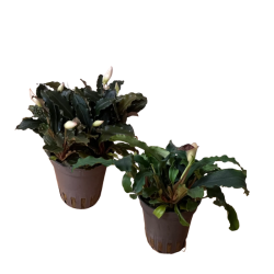 Akvariumo augalas Bucephalandra