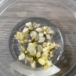 Akvariuminis augalas Anubias Nana Snow white - nuotrauka 1