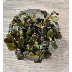 Akvariuminis augalas Bucephalandra Maya - nuotrauka 1