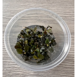 Akvariuminis augalas Bucephalandra Maya - nuotrauka 2