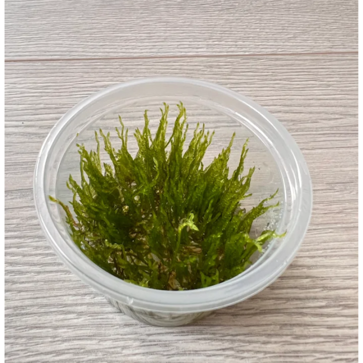 Akvariuminis augalas Erect moss