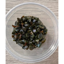 Akvariuminis augalas Bucephalandra brownie - nuotrauka 1