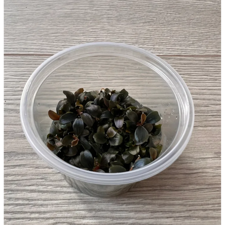 Akvariuminis augalas Bucephalandra brownie