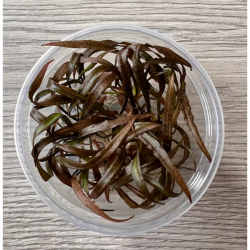 Akvariuminis augalas Cryptocoryne pink panther - nuotrauka 1