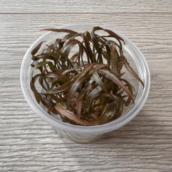 Akvariuminis augalas Cryptocoryne pink panther - nuotrauka 2