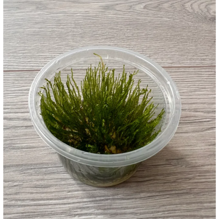 Akvariuminis augalas Spiky moss