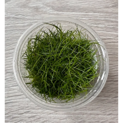 Akvariuminis augalas Eleocharis parvula