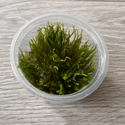Akvariuminis augalas Peacock moss